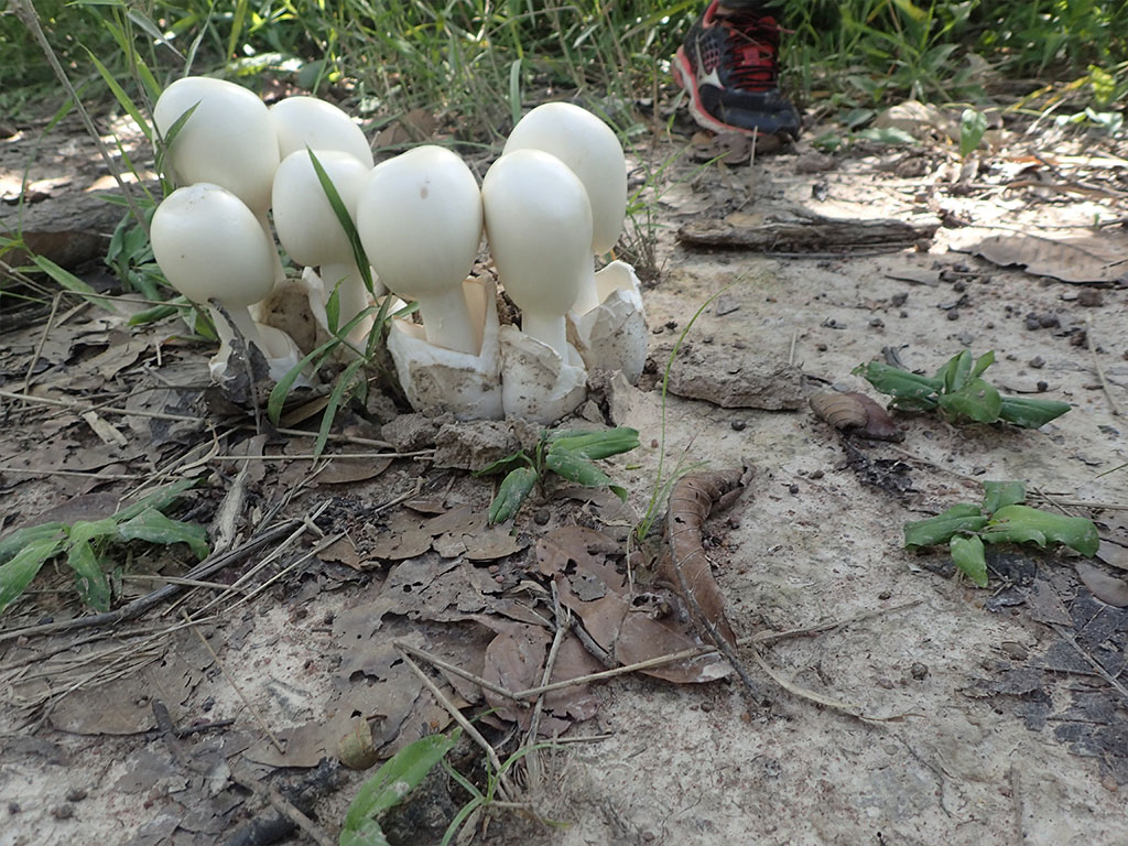 Mushroom