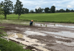Rice planting and pond in Khon Kaen2